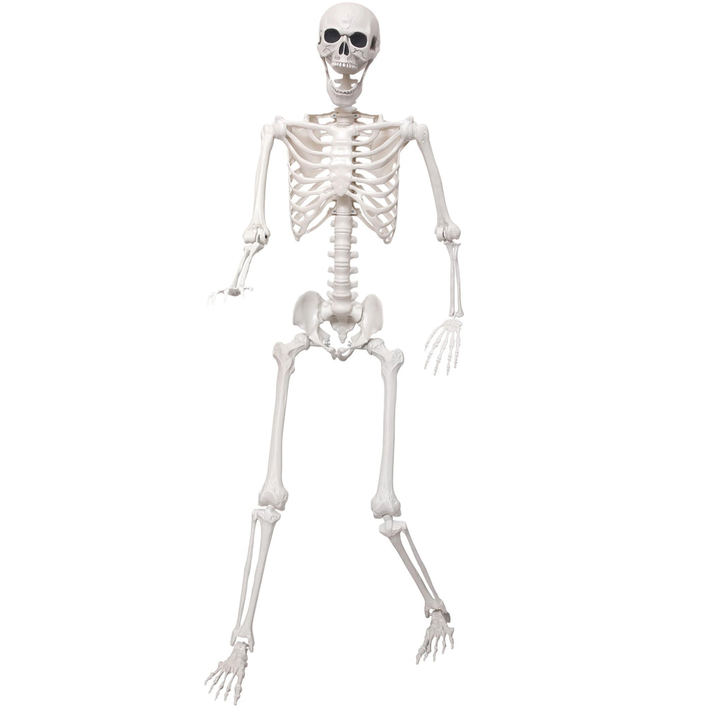 5.4Ft Life Size Skeleton with Movable Joints W956