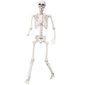 5.4Ft Life Size Skeleton with Movable Joints W956
