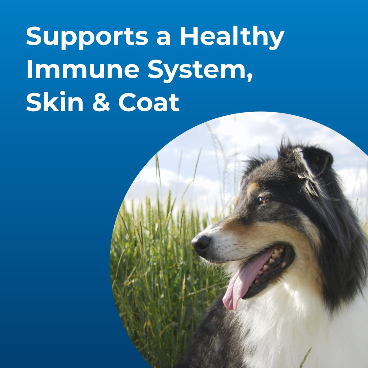 High Calorie Liquid Nutritional Supplement for Dogs & Puppies S352208