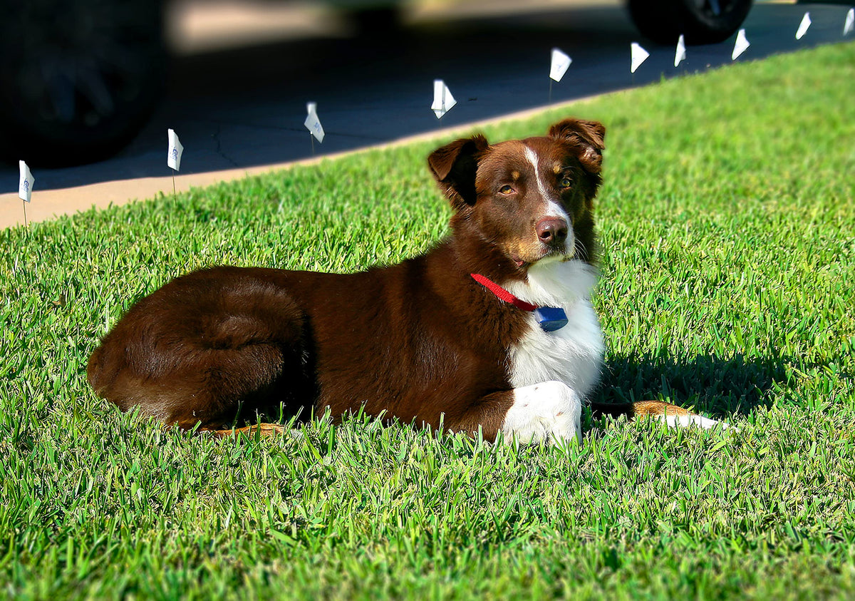 Dog Fence Add-On Receiver Collar I719210